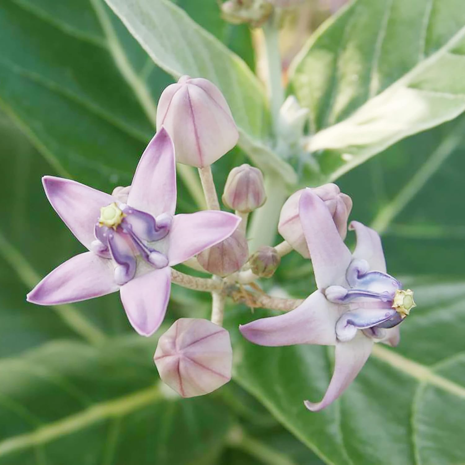 Riesen-Seidenpflanze, Samen Calotropis Gigantea, mehrjährig, breitblättrig, immergrün, trockenheitsresistent, zieht Schmetterlinge an, pflegeleicht, Heckenrand für den Außenbereich, 5 Stück 