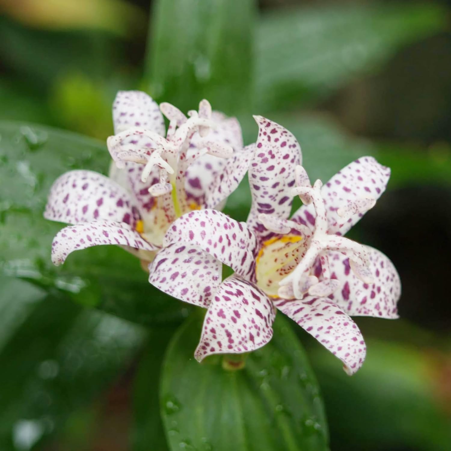 Graines de lys crapaud japonais | Fleurs voyantes vivaces résistantes aux cerfs | Sans OGM, peu d'entretien | Patio, en pot, étangs, ruisseaux, extérieur | 30 graines de fleurs