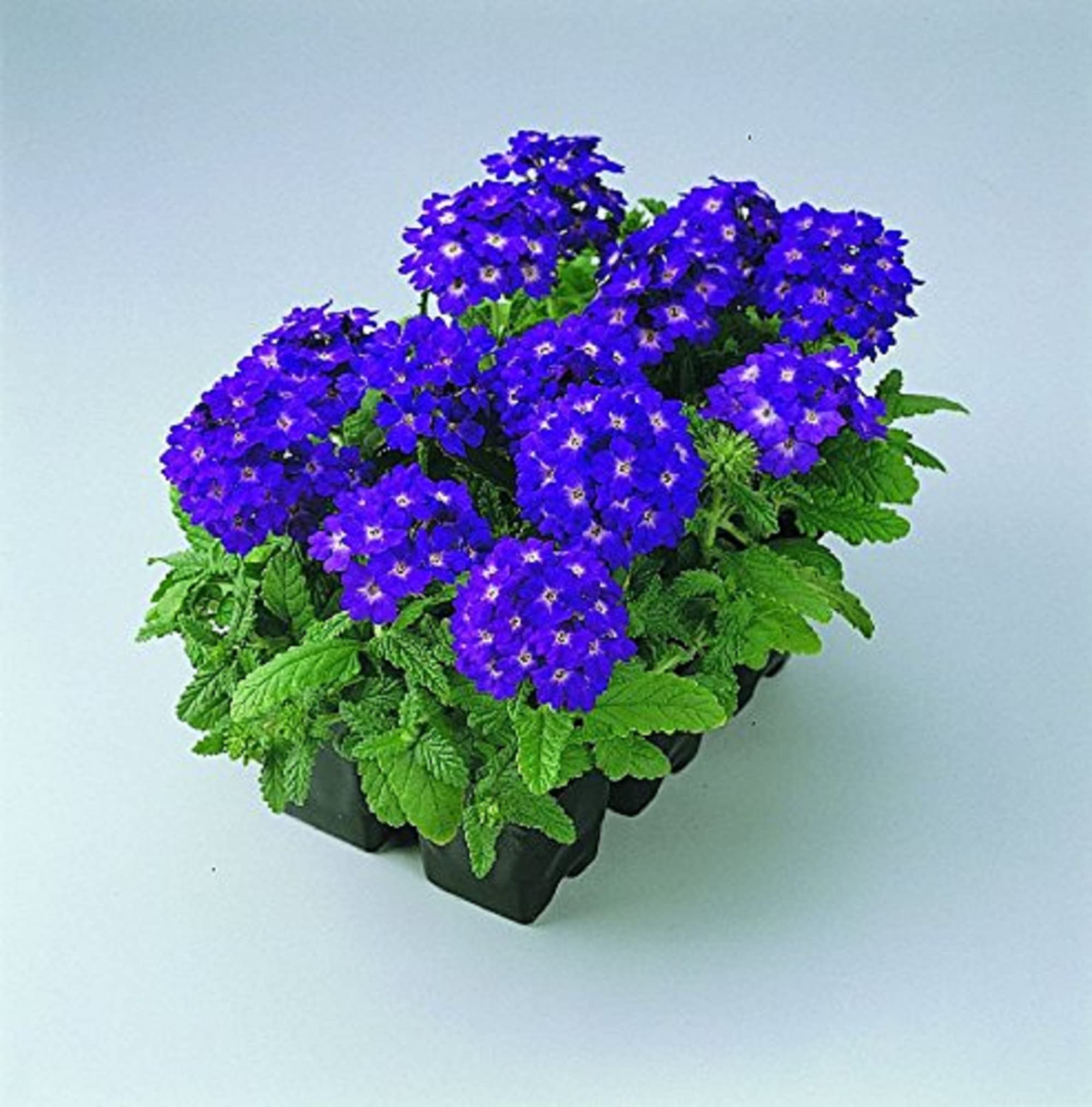 Verbena Blue Lagoon Seeds, Stunning, Long-Blooming Perennial for Gardens & Containers