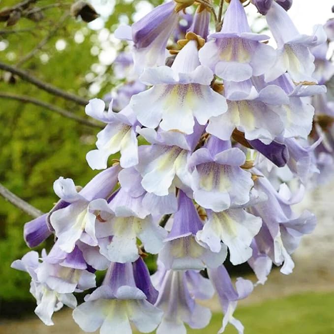 Paulownia Fortunei Seeds - Empress Tree, Royal Paulownia, Fast-Growing Deciduous Tree, Fragrant & Pollinator-Friendly for Ornamental Garden