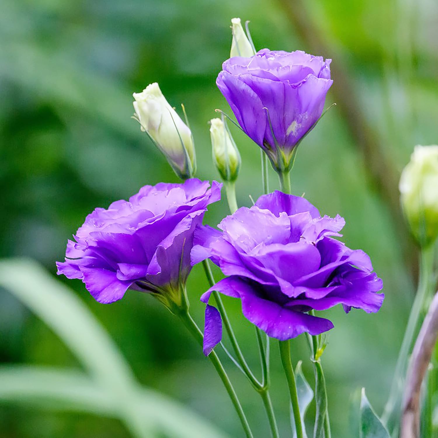 Lisianthus Eustoma Seeds, Prairie Gentian Cut Flowers – Attracts Butterflies, Perfect for Ornamental Beds, Borders, Containers, Patio & Outdoor Planting – 100 Pcs