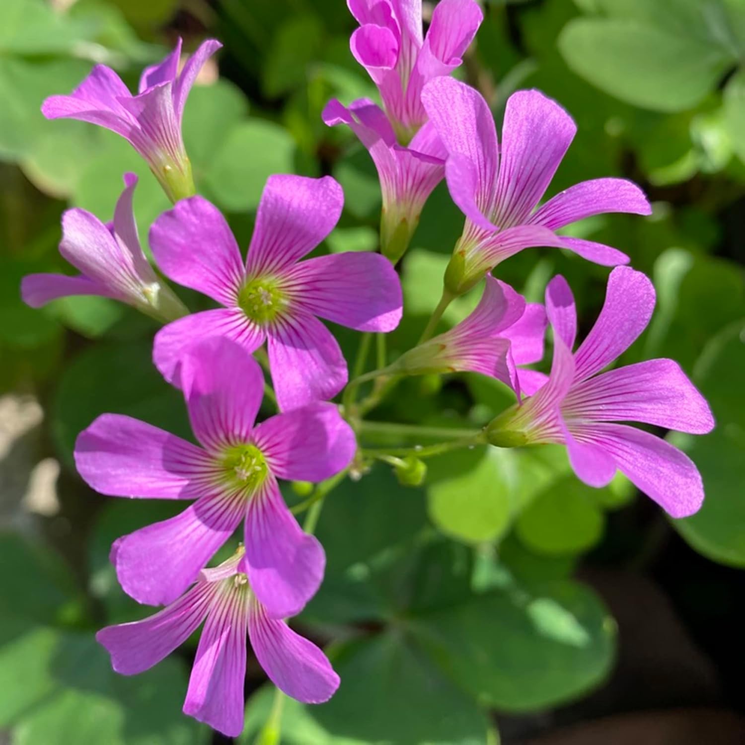 Pink Wood-Sorrel Seeds - Oxalis Debilis, Low-Growing Perennial Herbaceous Ornamental for Pollinator Gardens, Outdoor Flower Beds - 200 Pcs