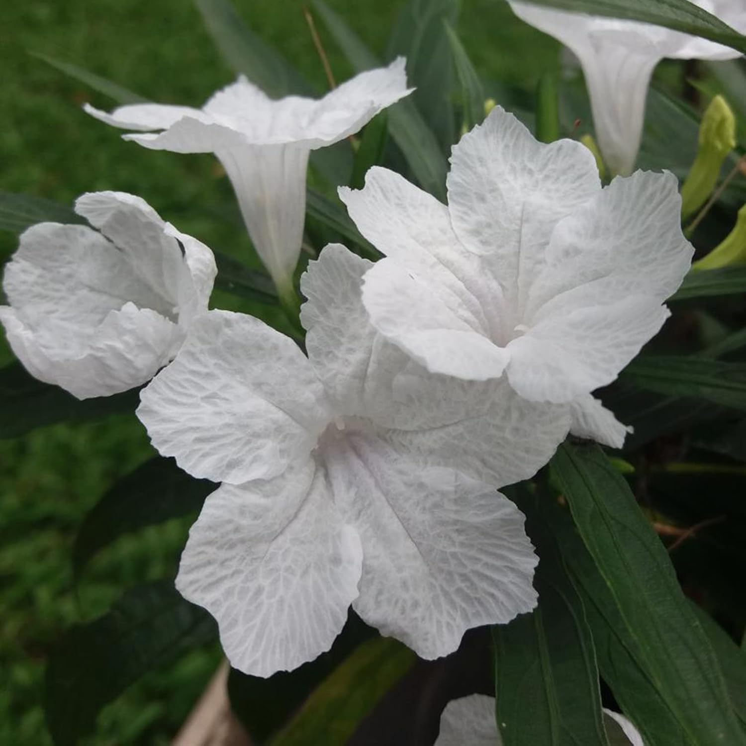 White Mexican Petunias Seeds Herbaceous Perennial Attract Bees & Butterflies Heat and Humidity Tolerant Borders Beds Containers Outdoor 30Pcs Flower Seeds