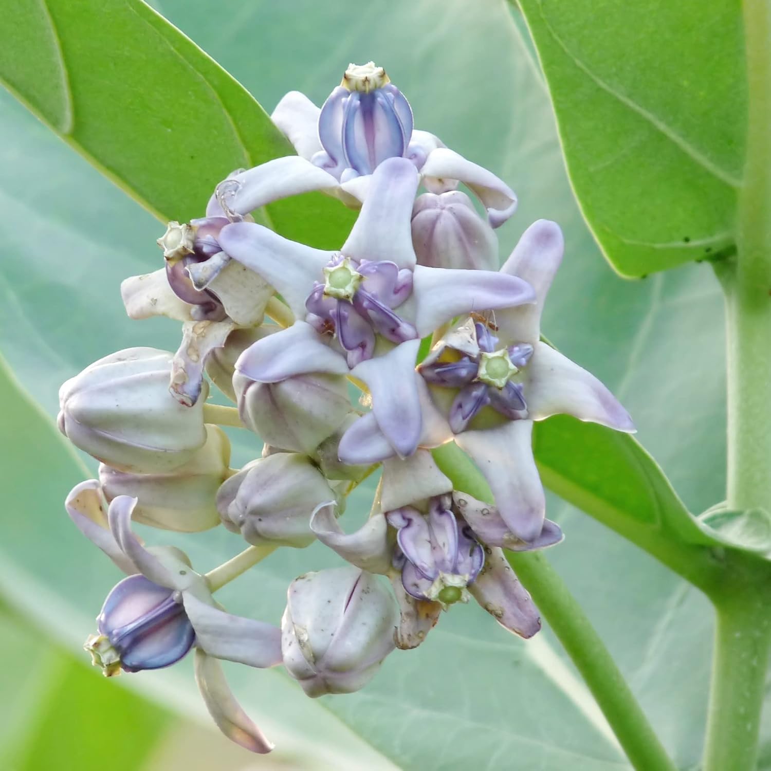 Riesen-Seidenpflanze, Samen Calotropis Gigantea, mehrjährig, breitblättrig, immergrün, trockenheitsresistent, zieht Schmetterlinge an, pflegeleicht, Heckenrand für den Außenbereich, 5 Stück 