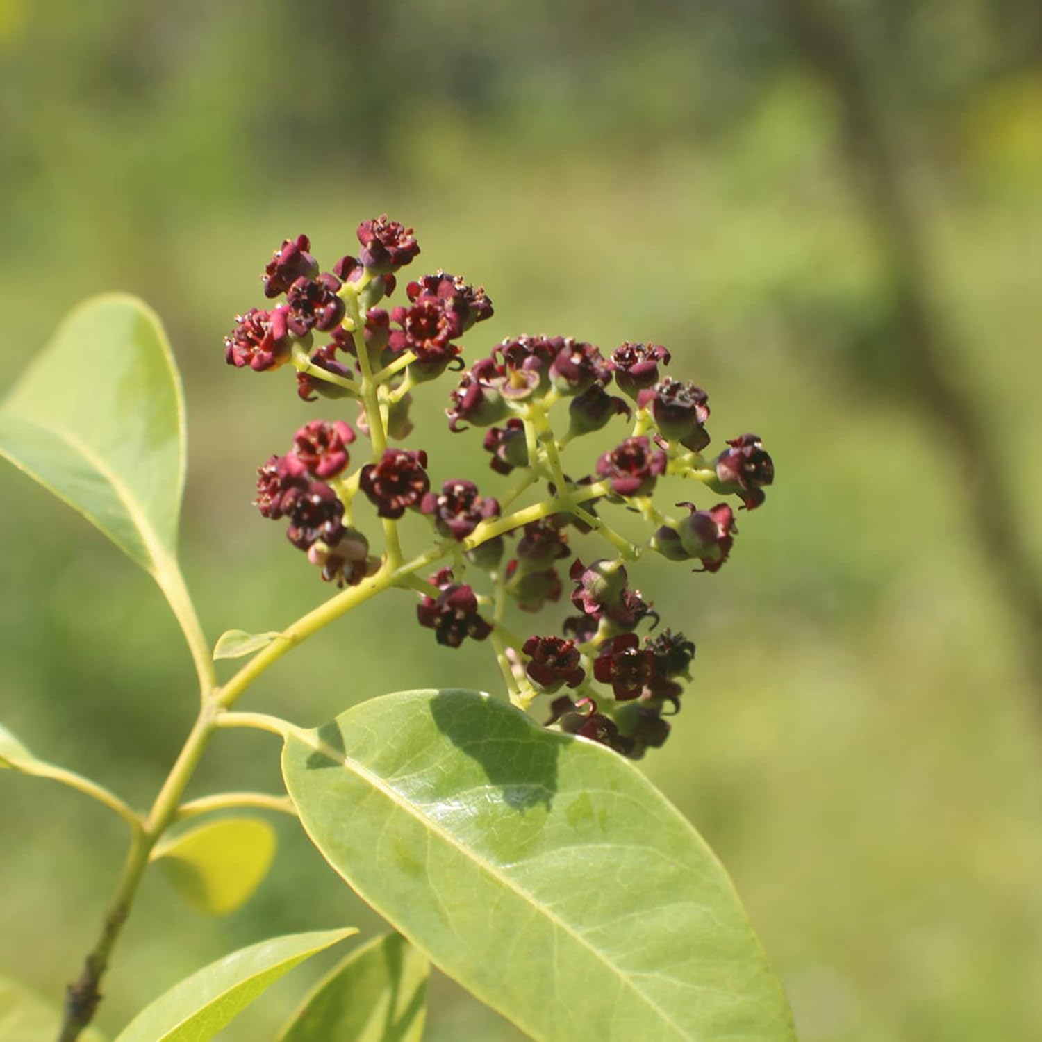 Santalum Album Seeds | Indian Sandalwood | Fragrant Evergreen Tree for Gardens & Outdoors | 5Pcs Tree Seeds