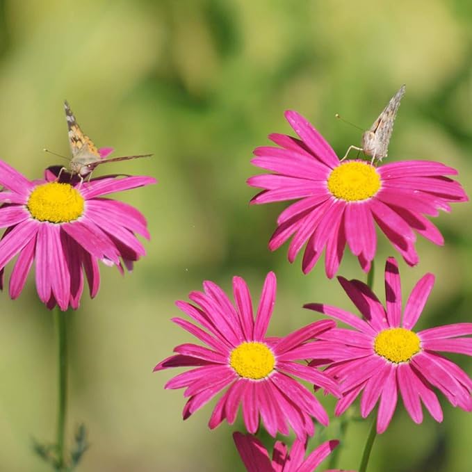 Pyrethrum Daisy Seeds Tanacetum Cinerariifolium, Showy Perennial, Aromatic Drought-Tolerant Cut Flowers for Outdoor Beds, 500 Pcs