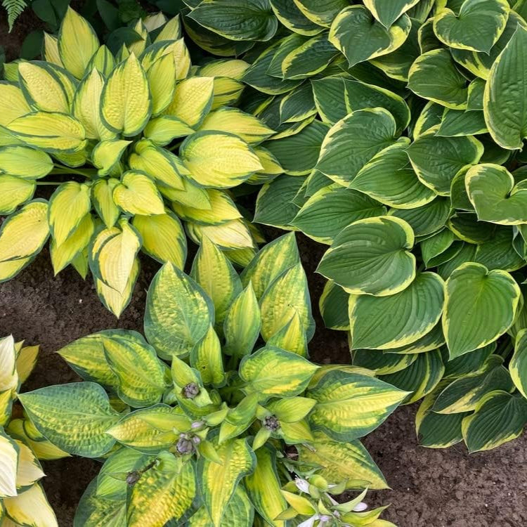 Mixed Hosta Perennials - Hardy Bare Root Shade Plants for Lush Gardens