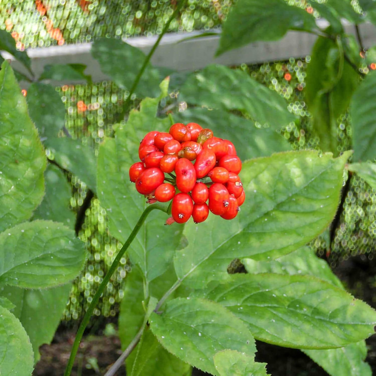 Graines de ginseng coréen Panax Ginseng vivace Avantages pour la santé Parterres de jardin Bordure extérieure 25 pièces Graines d'herbes