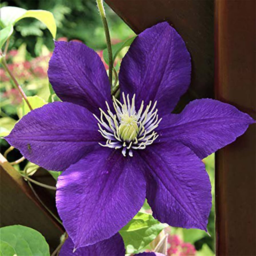 50 dunkelviolette Clematis-Samen | Blühende, kletternde, mehrjährige Blumen | Blumenranke | Mehrjährige Kletterpflanze