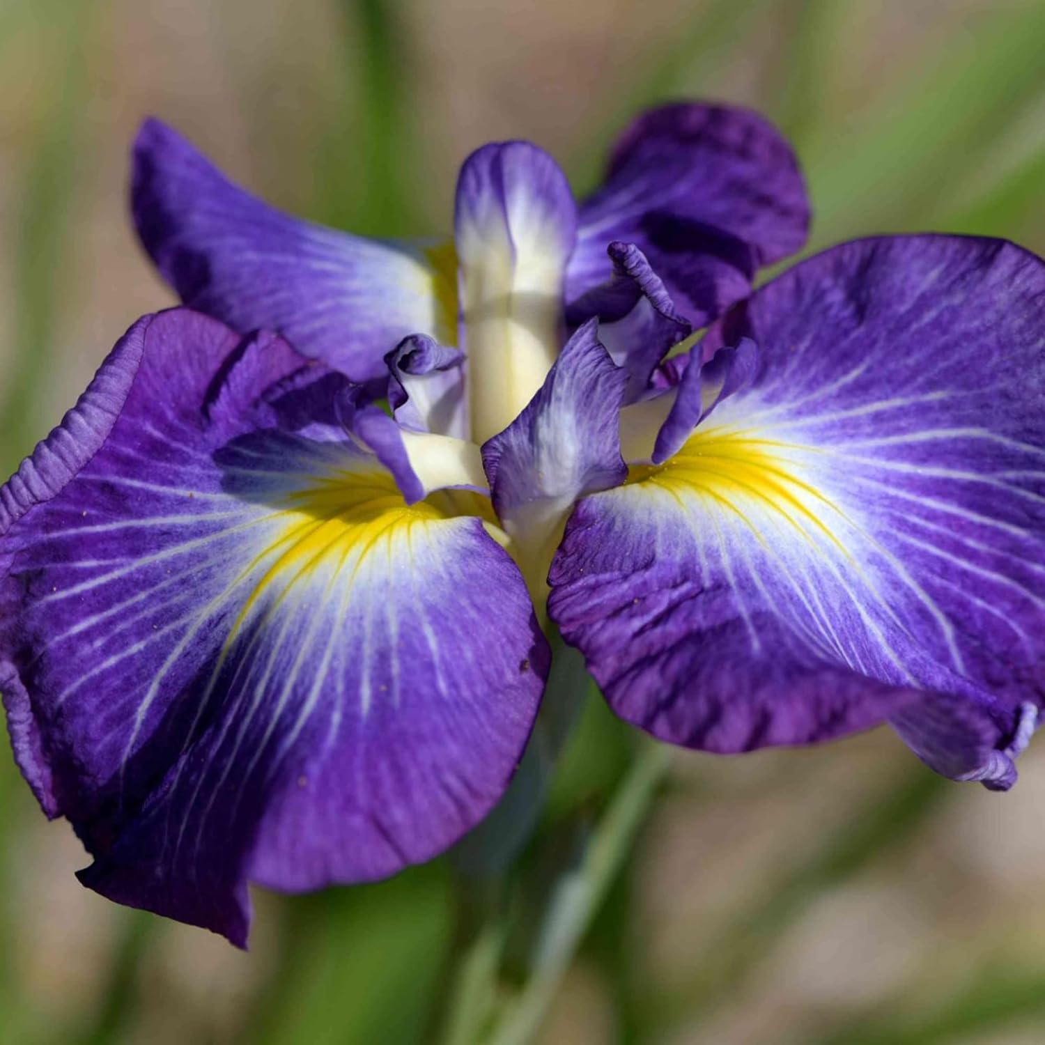 Graines d'iris japonais - Iris Ensata, fleurs magnifiques et complexes, attirent les pollinisateurs, parfaites pour les jardins aquatiques, les bords d'étang et les bordures vivaces, 20 pièces