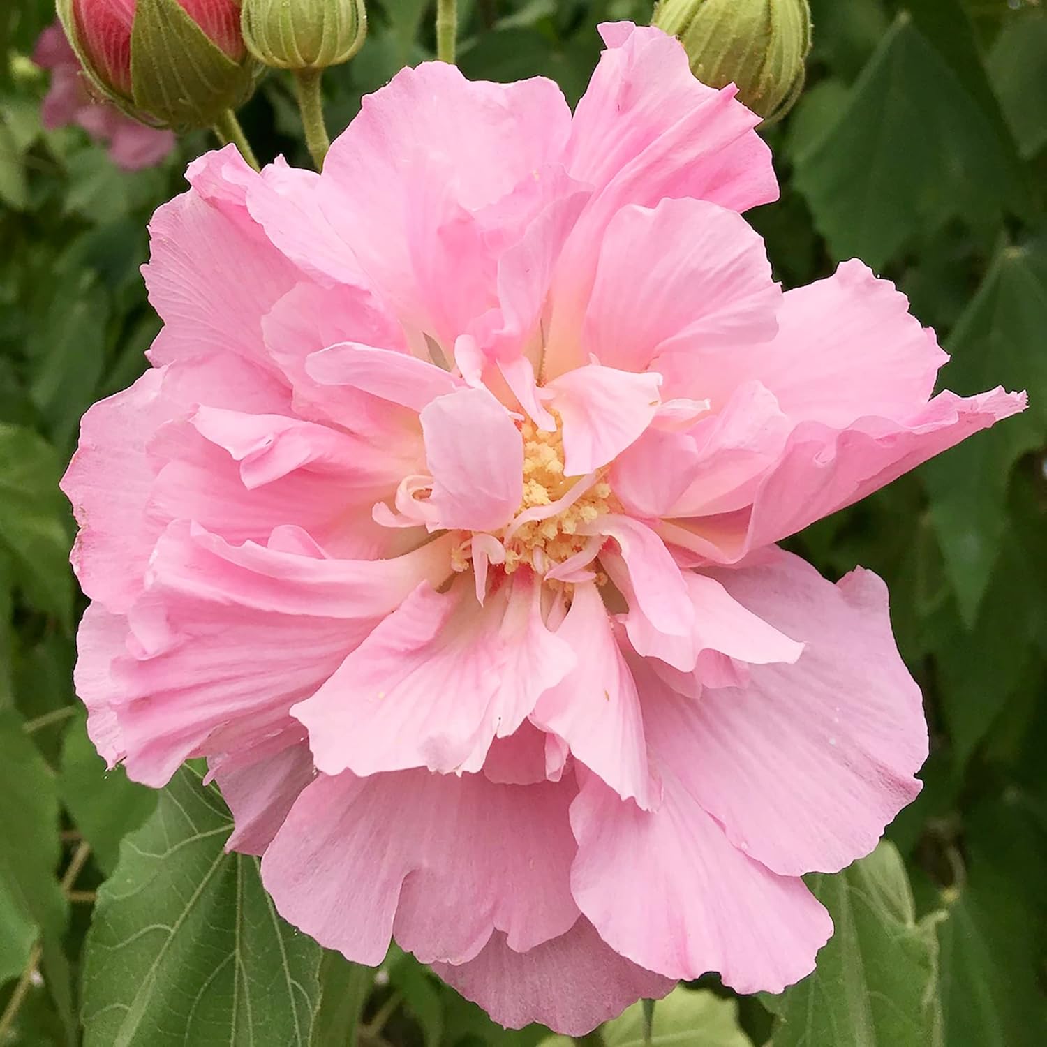 Hibiscus Mutabilis Flower Seeds for Planting – Confederate Rose Bright Double Pink Flowers