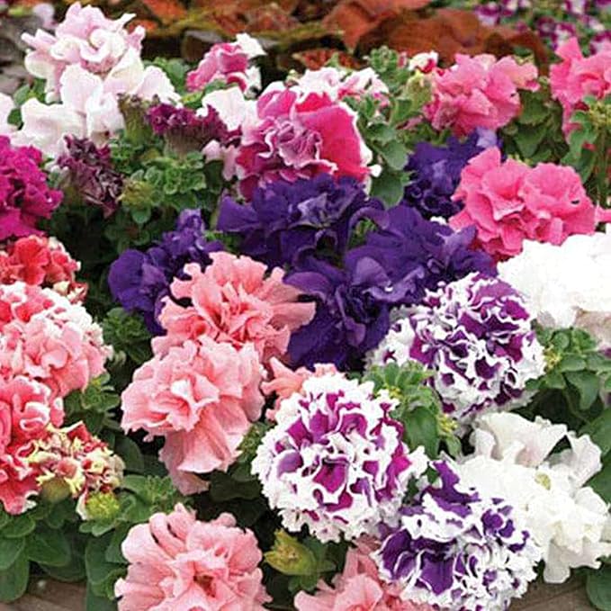 Multi-Flowered Double-Petal Petunia Seeds Light Violet for Planting