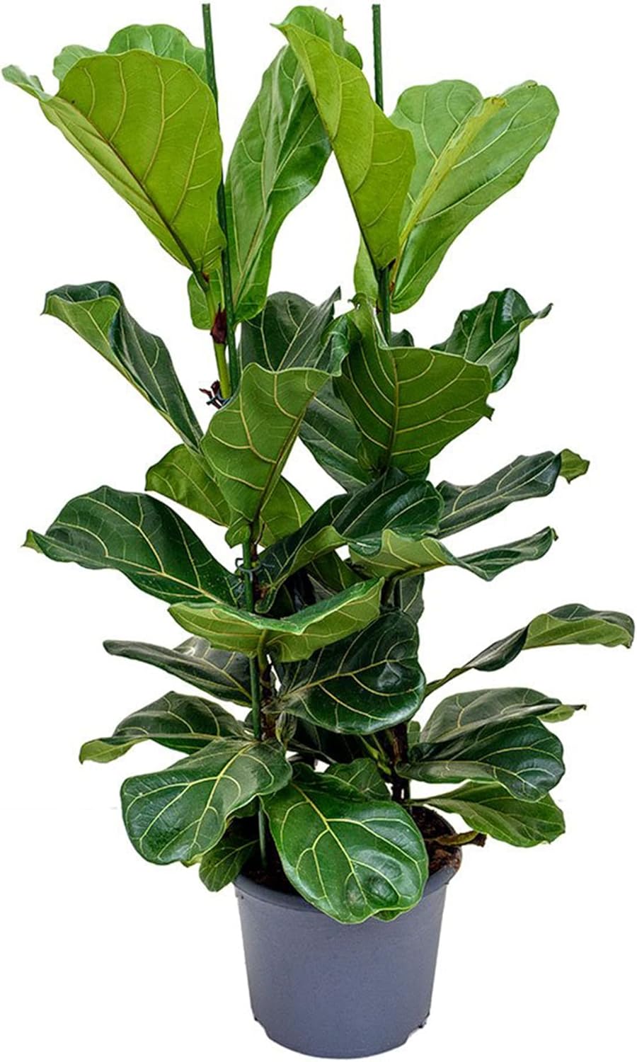 Ficus Lyrata Seeds for Planting,Fiddle-Leaf Fig Tree Seeds