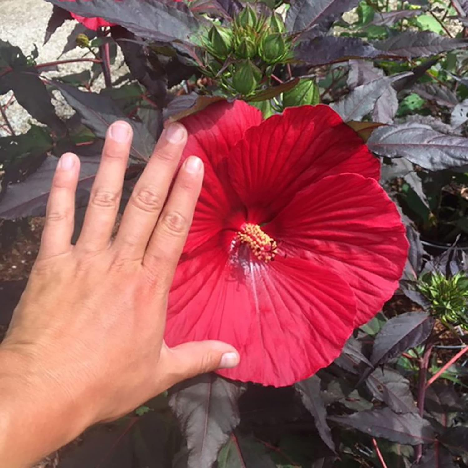 Garten, 100 Stück Riesen-Hibiskussamen | Teller-Hibiskus | Moscheutos-Sumpfmalve | Mehrjährige winterharte Zierpflanze | Blumensamen für draußen