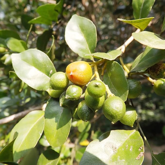 Murraya Paniculata Seeds - Orange Jessamine Evergreen Fragrant Shrub for Low Maintenance Hedges, Screens & Patio Containers - 30 Pcs