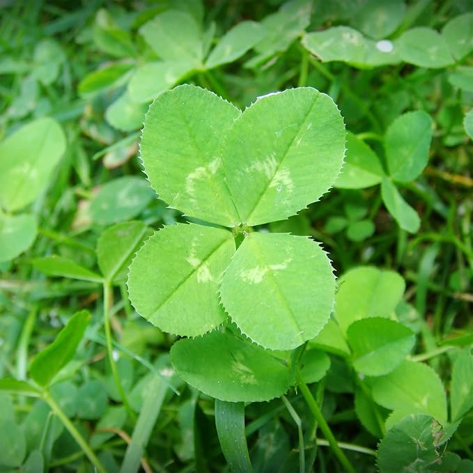 YEGAOL Garden Four Leaf Clover Seeds - Ornamental Ground Cover for Indoor & Outdoor, Potted Garden Grass - 25 Pcs