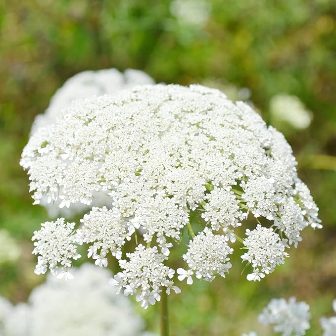 Queen Anne's Lace Seeds - Daucus Carota, Biennial, Pollinator-Friendly, Delicate Beauty with Unique Growth Pattern - 100 Pcs