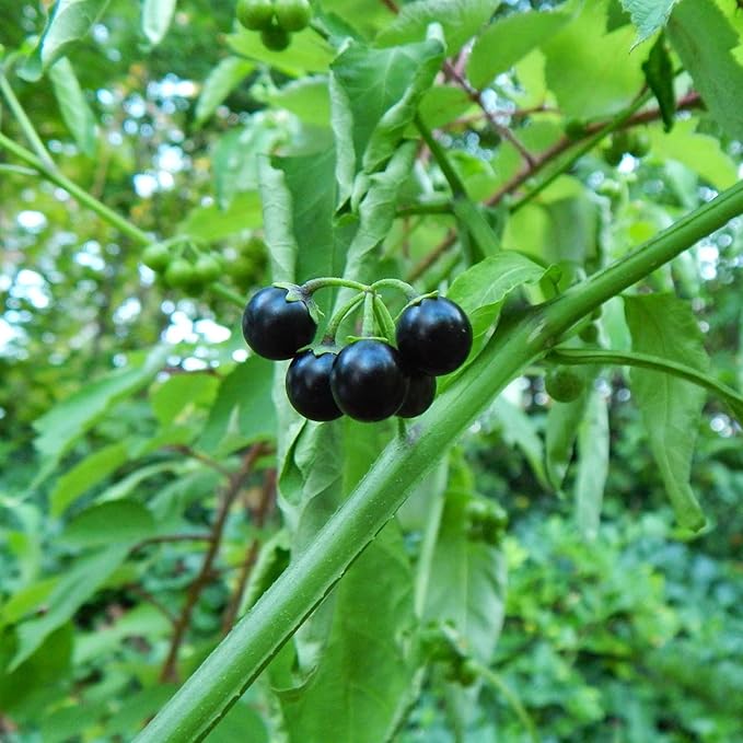 Black Nightshade Seeds - Solanum Nigrum Edible Herb, Low Maintenance, Annual/Perennial for Patio & Garden