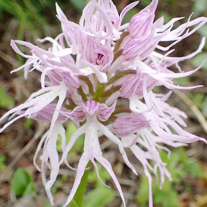 Graines de fleurs d'orchidée singe pyramidale violette pour la plantation de jardinage - 100 pièces