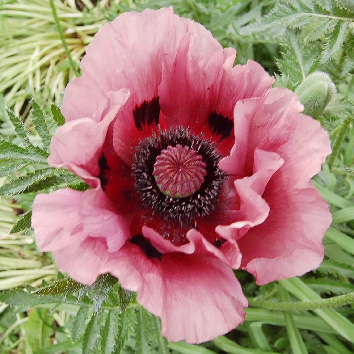 Pink Oriental Poppy Seeds - Herbaceous Perennial, Large Bright Blooms, Drought Tolerant & Pollinator-Friendly - 5 Pcs