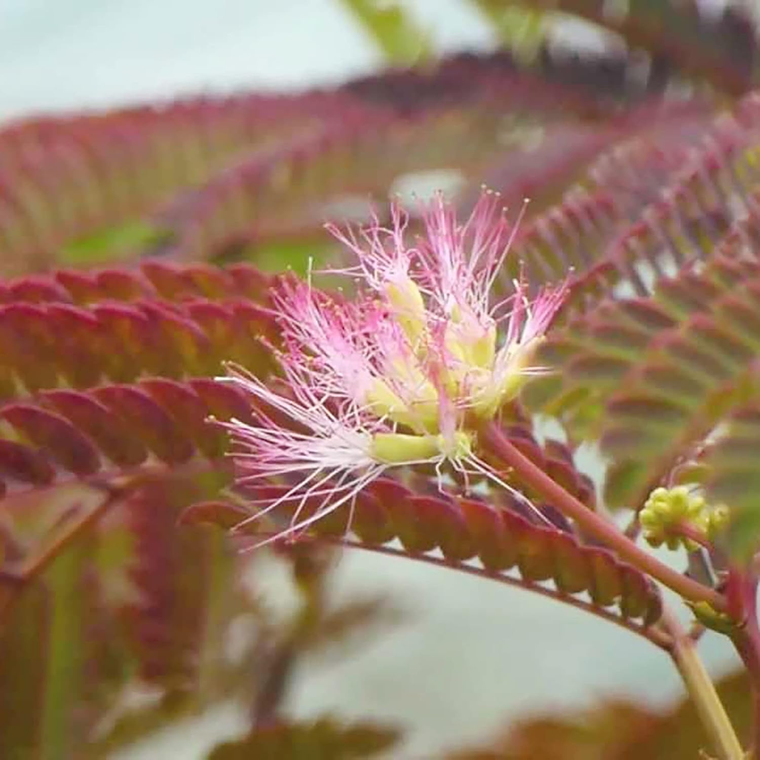 Chocolate Mimosa Seeds - Unique Foliage, Fragrant Flowers, Heat & Drought-Tolerant, Low-Maintenance Ornamental Value for Gardens - 50Pcs