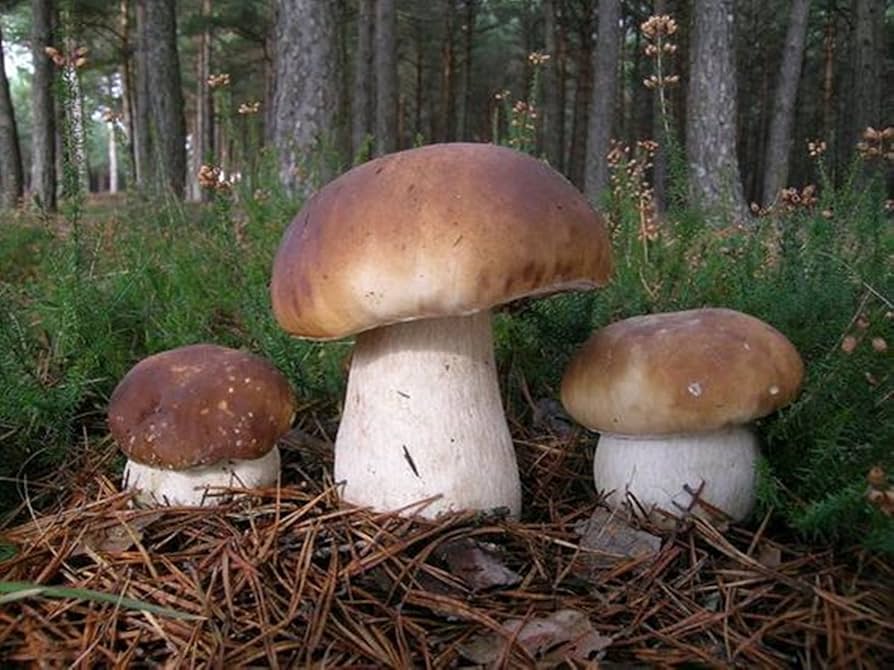 "Porcini Mushroom King Seeds, Planting, 100 pcs" - Vegetable Seeds