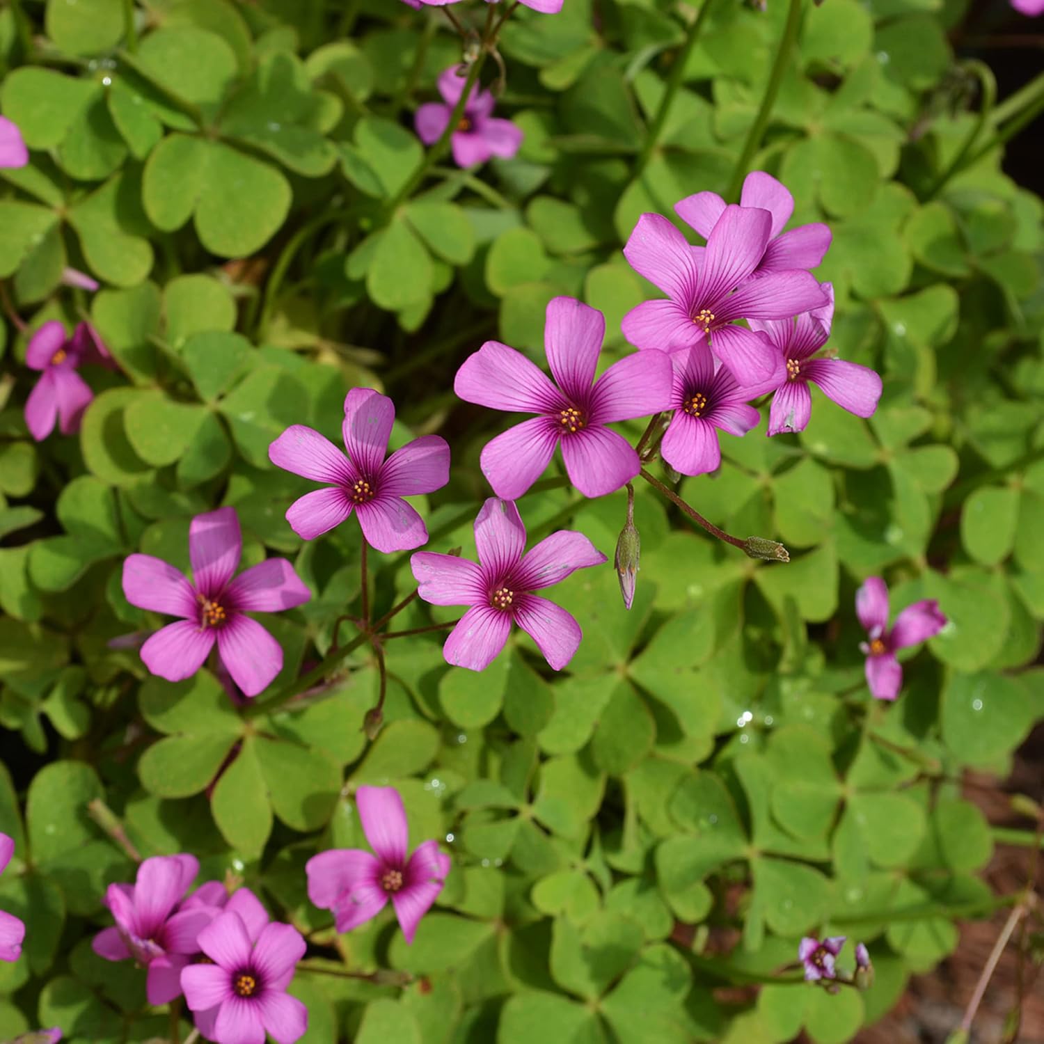 Pink Wood-Sorrel Seeds - Oxalis Debilis, Low-Growing Perennial Herbaceous Ornamental for Pollinator Gardens, Outdoor Flower Beds - 200 Pcs