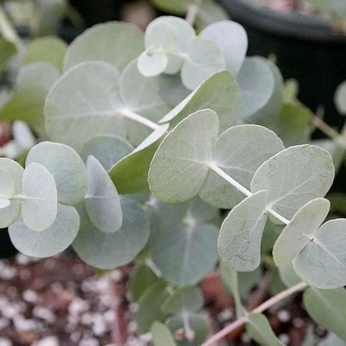 Eucalyptus Cinerea Seeds - Silver Dollar Eucalyptus, Fast-Growing, Drought-Tolerant with Unique Silvery-Blue Leaves for Gardens & Landscapes - 25 Pcs