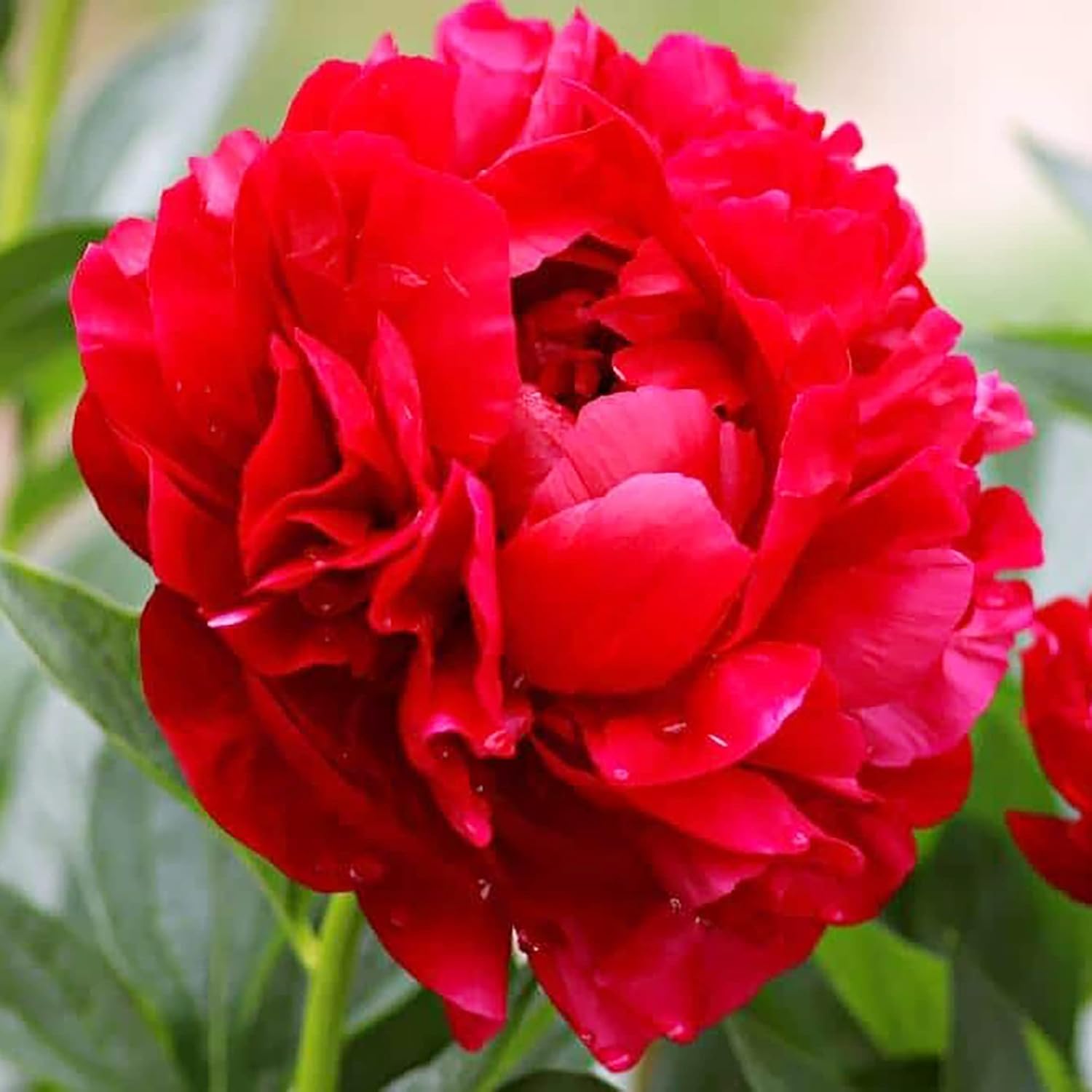 Peony Seeds, Popular Flowering Perennial Plant with Large Fragrant Blooms for Gardens & Floral Arrangements – 50Pcs