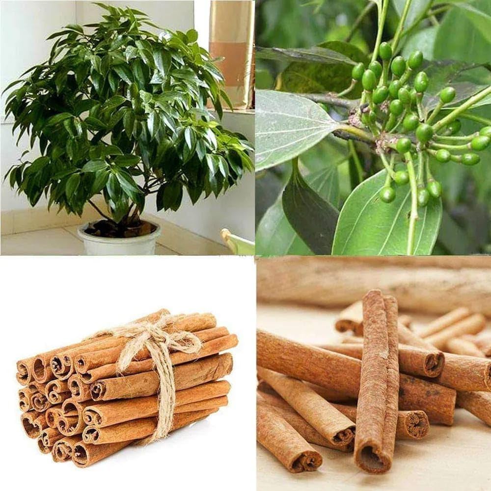 "Cinnamon Tree Seeds, Planting - 100 pcs" - Plant Seeds