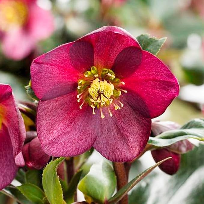 Lenten Rose Seeds Helleborus Orientalis Perennial Flowering Plant – Early-Blooming, Winter-Tolerant for Woodland Gardens & Shade Borders, 150 Pieces