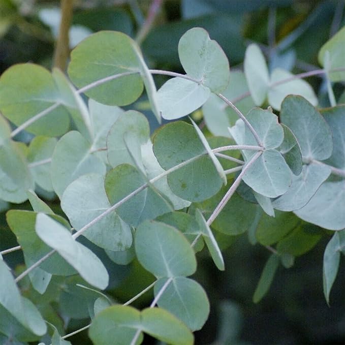 Eucalyptus Cinerea Seeds - Silver Dollar Eucalyptus, Fast-Growing, Drought-Tolerant with Unique Silvery-Blue Leaves for Gardens & Landscapes - 25 Pcs