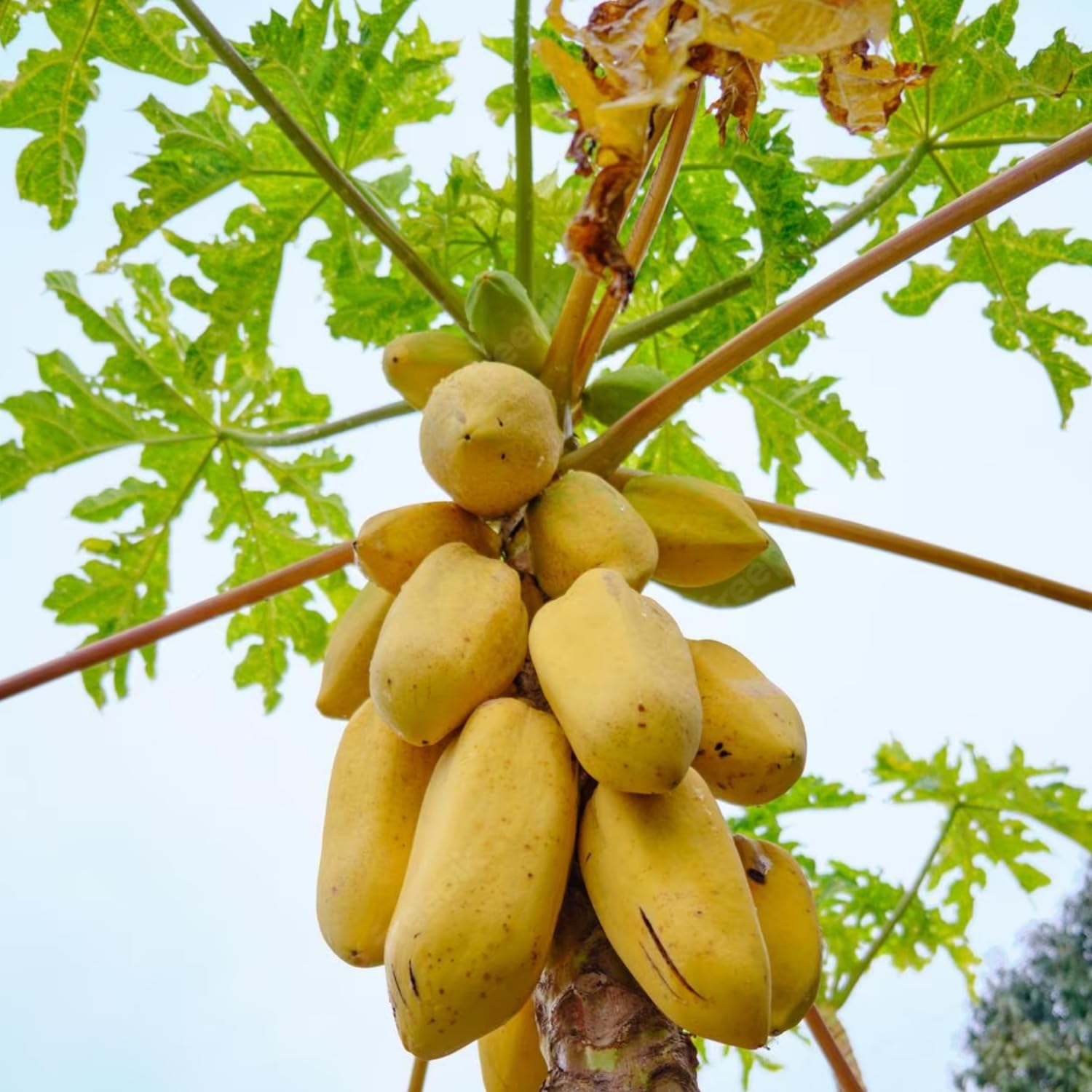 Yellow Papaya Seeds for Planting – Sweet & Tropical Fruit Variety