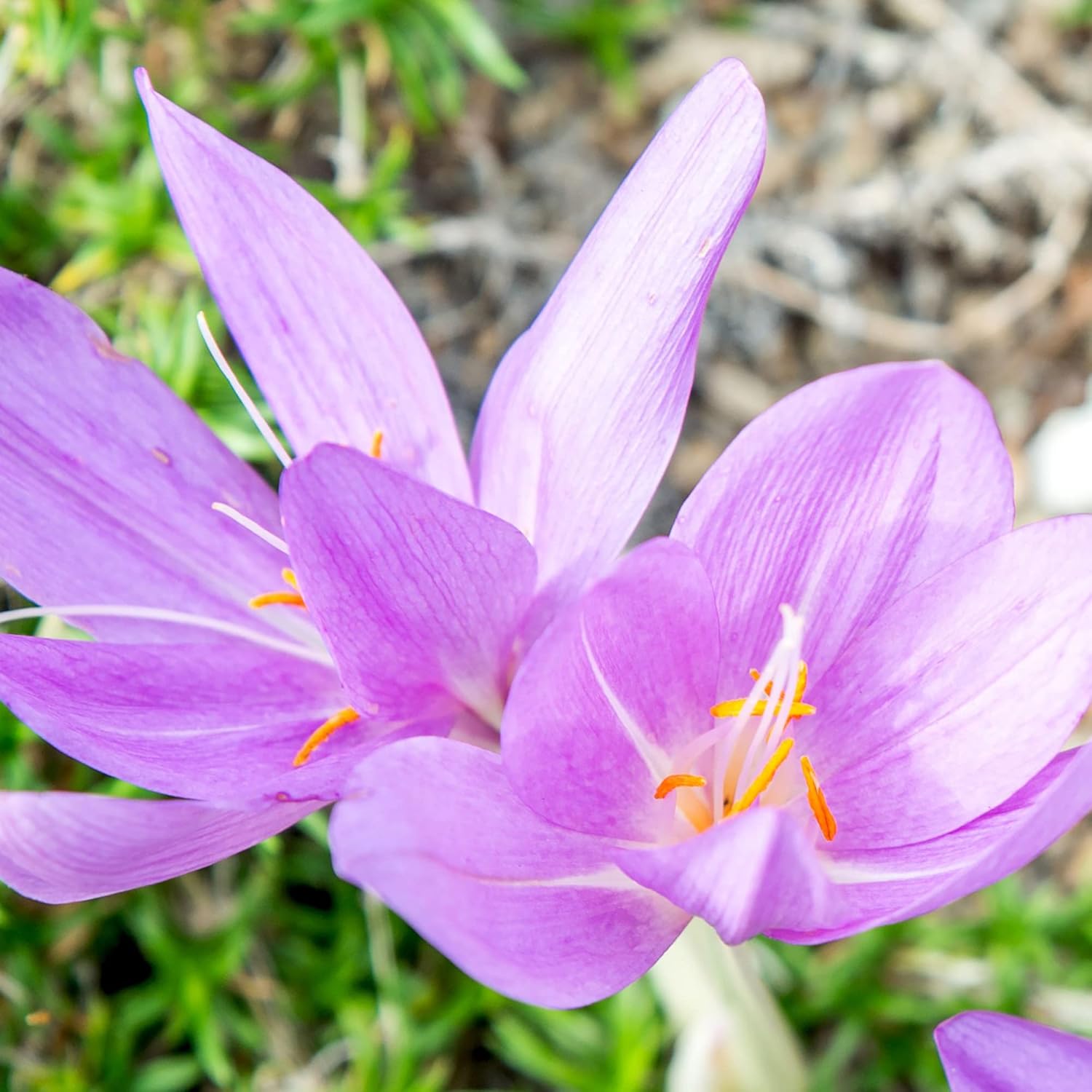 Herbstkrokus Samen Colchicum Autumnale – Einzigartig blühende, becherförmige Blumen für Staudenbeete, Rabatten und Steingärten – 100 Stück