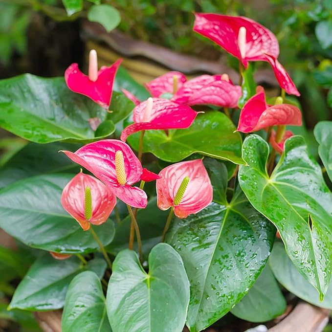 Anthurium Flamingo Flower Seeds - Perennial, Evergreen, Low Maintenance, Showy Cut Flowers for Indoor & Outdoor Containers - 100