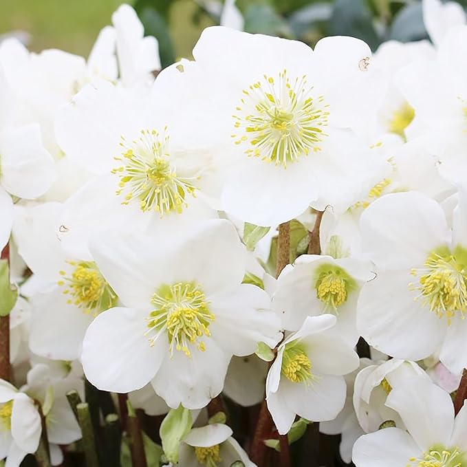 Christmas Rose Seeds (Helleborus Niger) GMO-Free Perennial, Deer & Rabbit Resistant, Outdoor Borders & Beds - 20 Pcs Flower Seeds