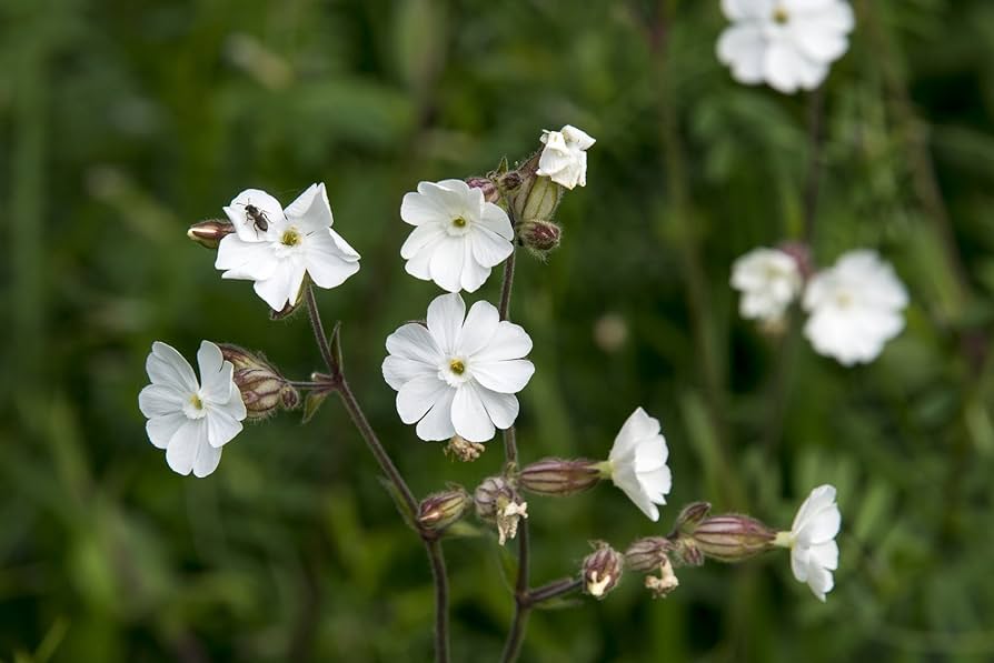 Weiße Lichtnelke Samen zum Anpflanzen, Gartenliebhaber | Kultivierte Exzellenz in Ihrem Garten