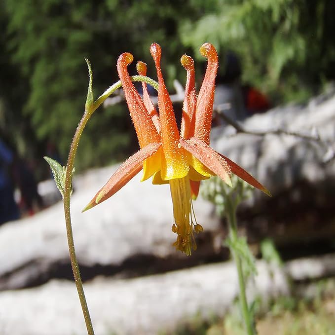 Doppelte orange-gelbe Akeleisamen – auffällige mehrjährige Pflanze, resistent gegen Rehe und Kaninchen, ideal für Bestäubergärten und -rabatten – 50 Stück