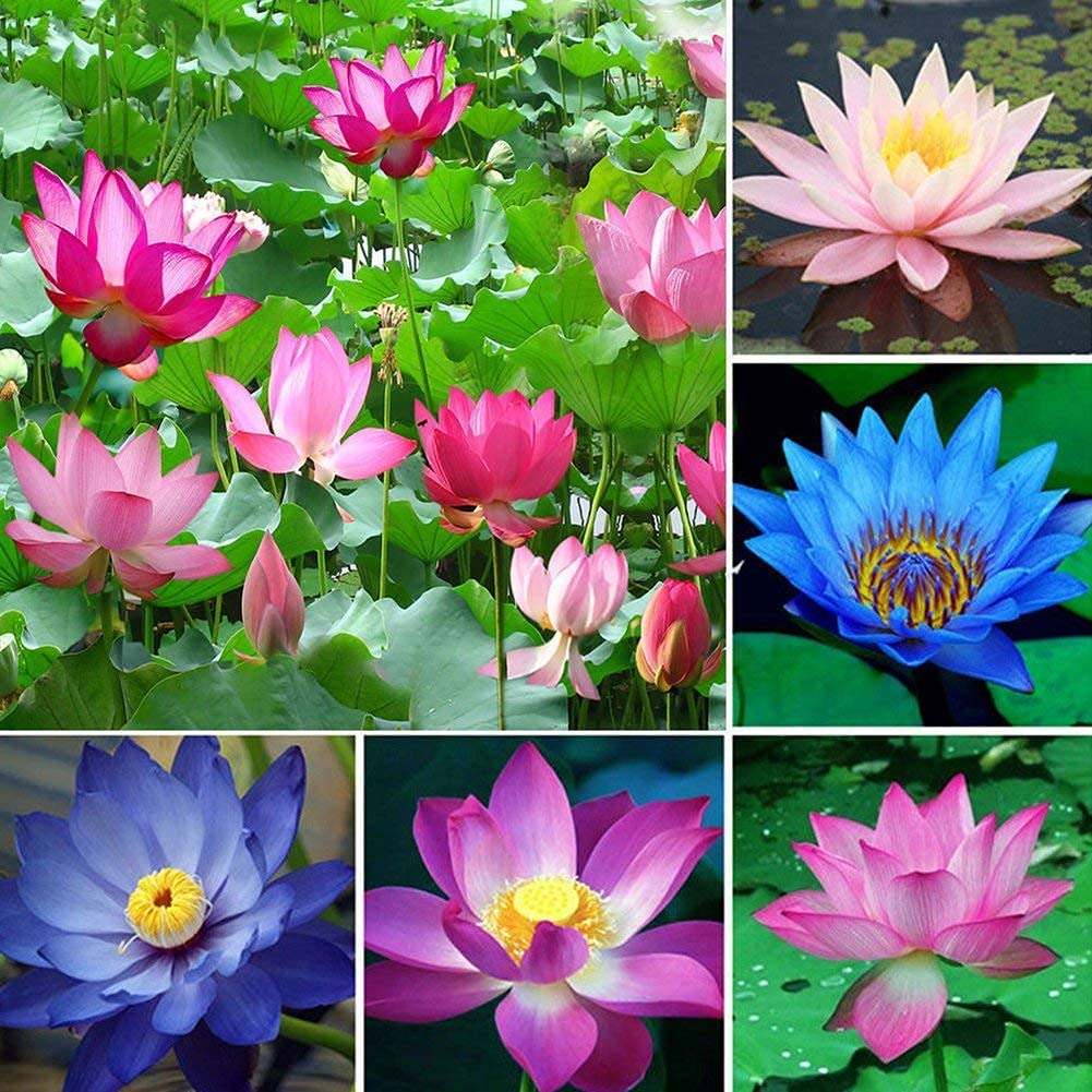 Rainbow Bowl Lotus Aquatic Flower Seeds for Planting,Premium Gardening Seeds