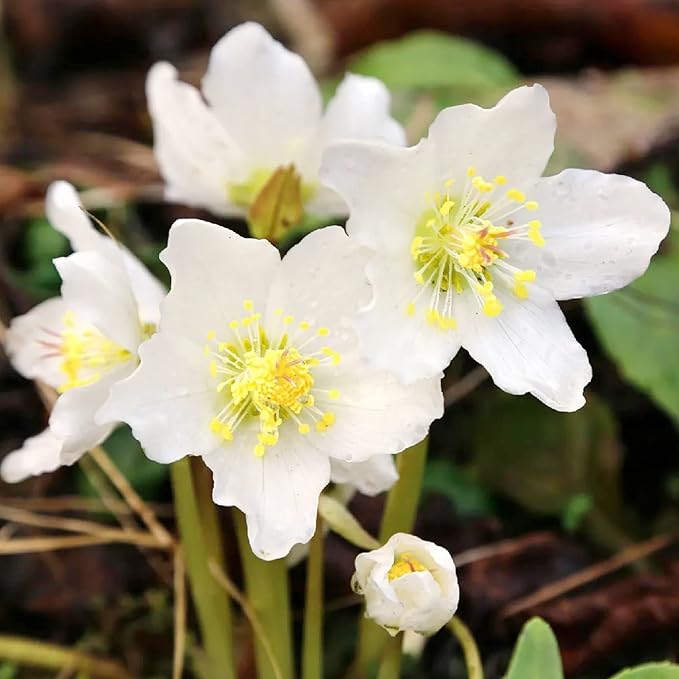 Graines de roses de Noël (Helleborus Niger) Plante vivace sans OGM, résistante aux cerfs et aux lapins, bordures et plates-bandes extérieures - 20 graines de fleurs