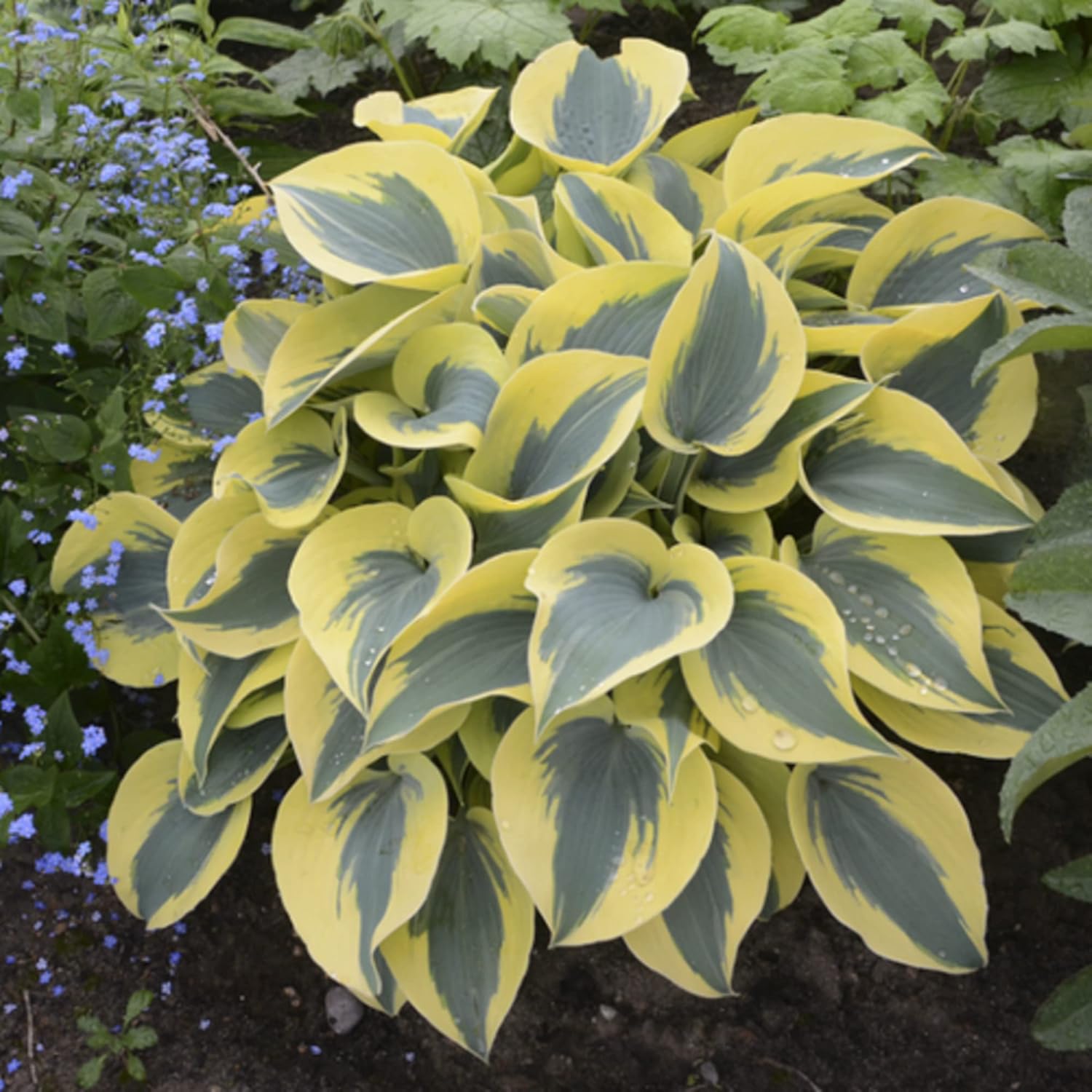 Autumn Frost Hosta Plant – Fragrant Plantain Lily Seeds, Drought-Tolerant & Low-Maintenance Landscaping Plant