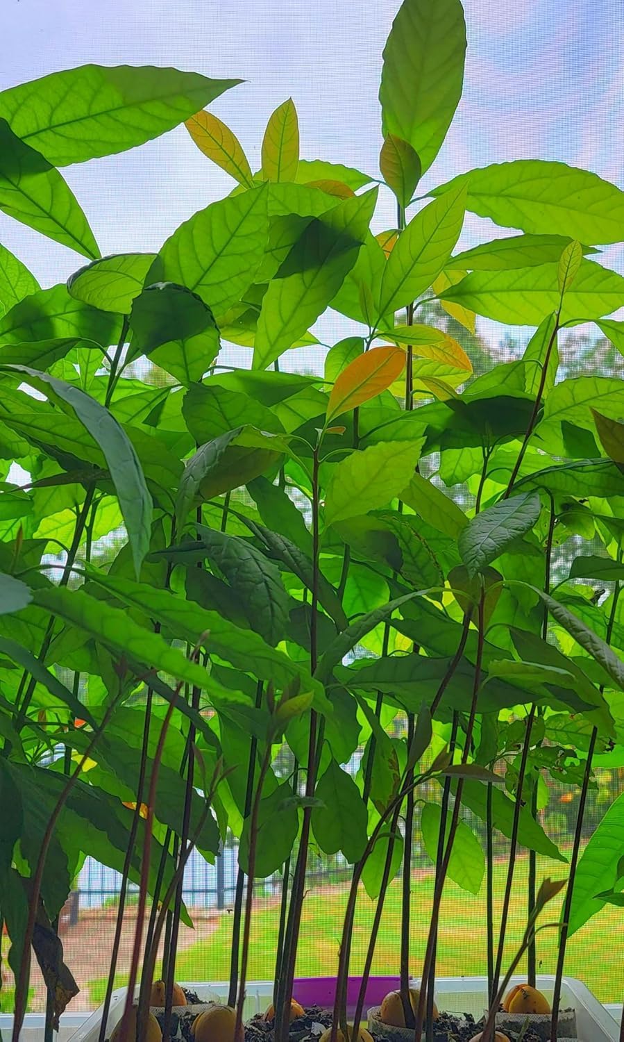 Gesunde Hass-Avocadosamen zum Anpflanzen – 2 bis 3 Fuß hoch – Obstbaum für den Garten – 1 Stück