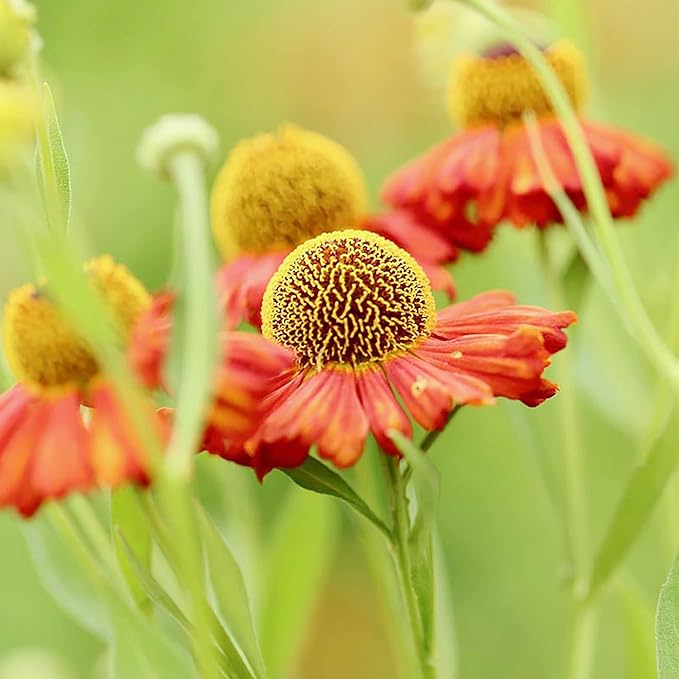 Sneezeweed Seeds - Helen's Flower (Helenium Autumnale), Ornamental, Attracts Butterflies & Pollinators