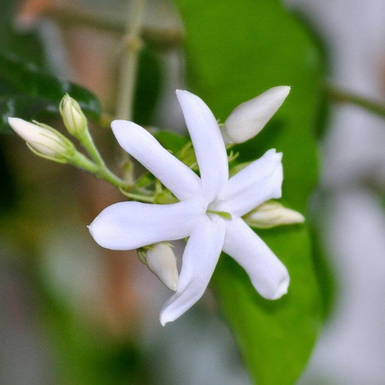 Jasminum Sambac Seeds - Arabian Jasmine, Fragrant Broadleaf Evergreen for Patio Borders & Outdoor Gardens, Low Maintenance - 20Pcs Flower Seeds