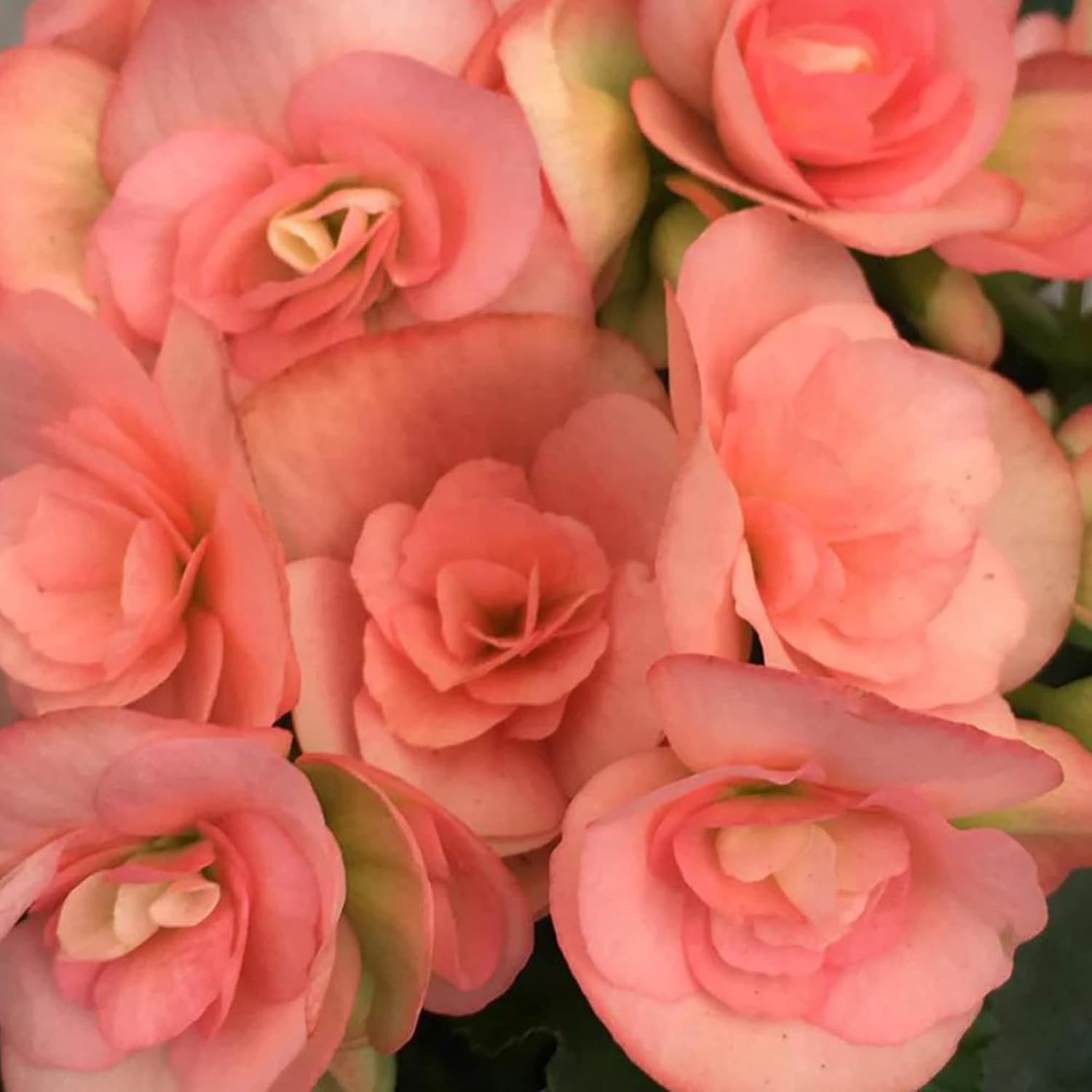 Pink Rieger Begonia Seeds | Popular Houseplant with Showy, Beautiful Flowers & Attractive Foliage | Easy to Care for | Ideal for Garden Beds, Indoor & Outdoor Spaces | 25Pcs Flower Seeds