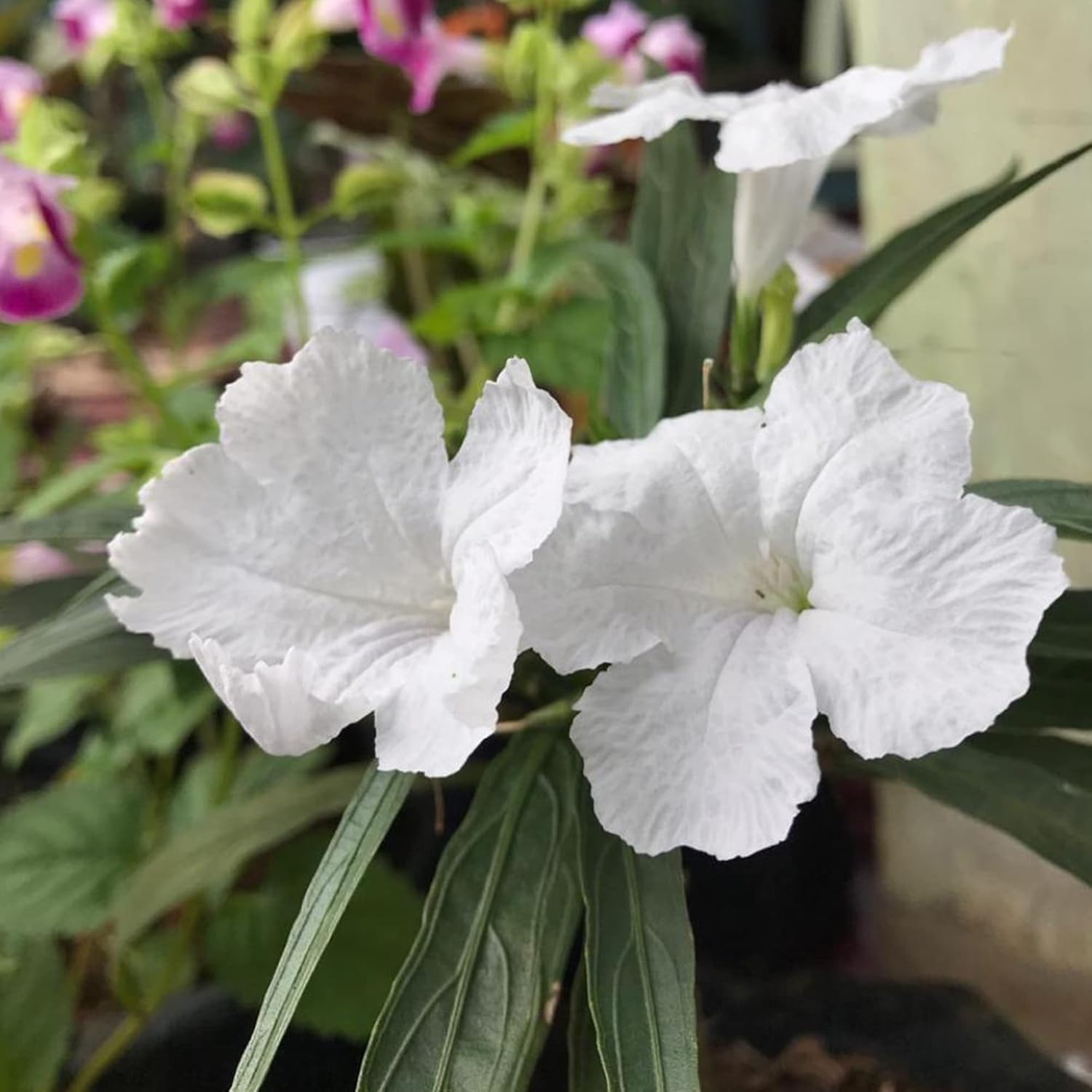 White Mexican Petunias Seeds Herbaceous Perennial Attract Bees & Butterflies Heat and Humidity Tolerant Borders Beds Containers Outdoor 30Pcs Flower Seeds