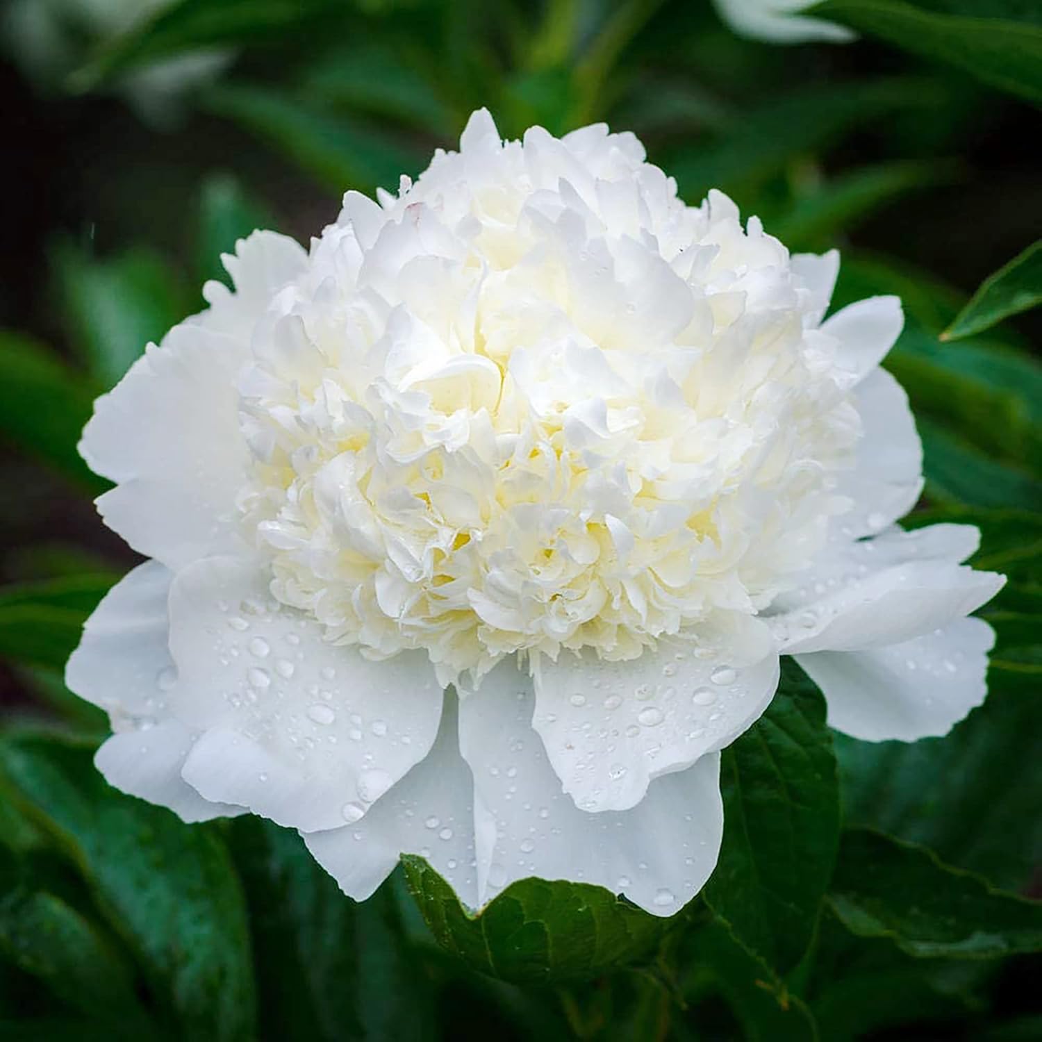 Peony Seeds, Popular Flowering Perennial Plant with Large Fragrant Blooms for Gardens & Floral Arrangements – 50Pcs