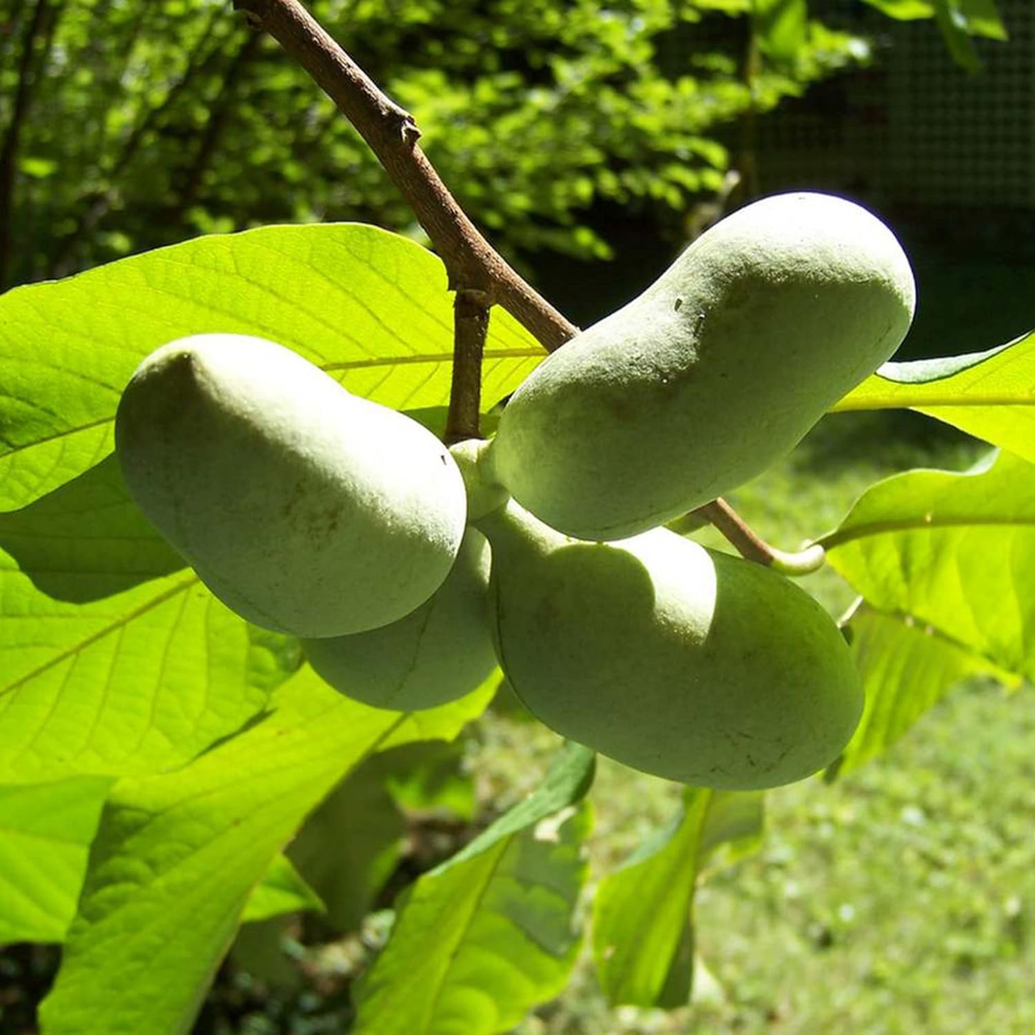 Asimina Triloba Papayasamen | Essbarer Obstbaum mit geringem Pflegeaufwand | Duftend, auffällig, verträgt feuchten Boden