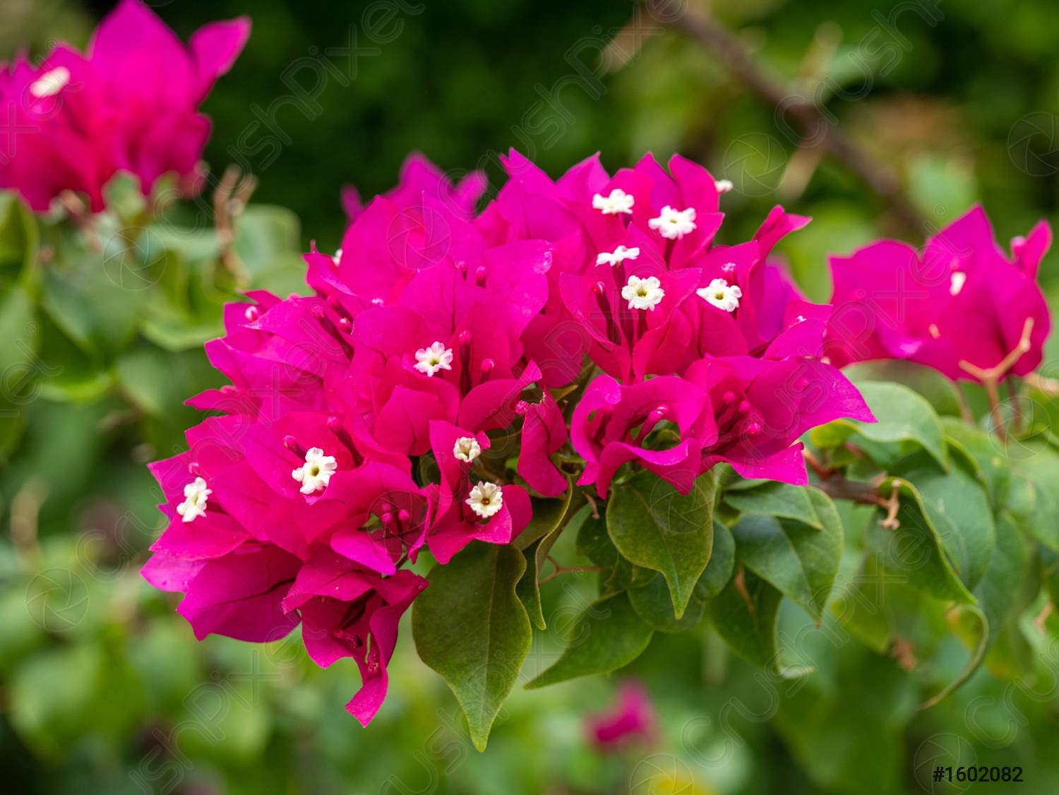 Frische Bougainvillea-Blumensamen zum Einpflanzen – leuchtend rosa Blüten