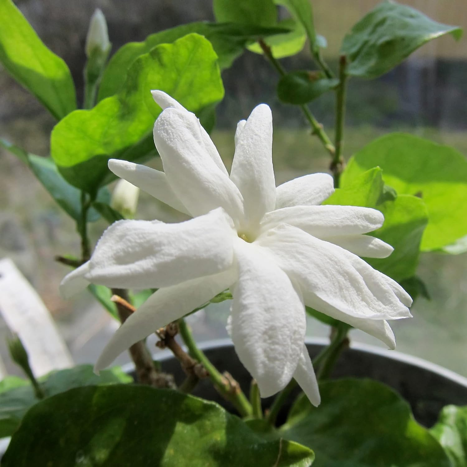 Jasminum Sambac Seeds - Arabian Jasmine, Fragrant Broadleaf Evergreen for Patio Borders & Outdoor Gardens, Low Maintenance - 20Pcs Flower Seeds